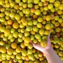 Mơ vàng vào mùa 'loạn' giá, người tiêu dùng vẫn tranh thủ mua làm thức uống giải khát ngày hè