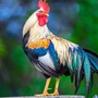 Điểm tên các con giáp chính trực, khảng khái, sẵn sàng đấu tranh cho lẽ phải