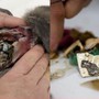 Phát hiện kinh hãi: 778 mảnh nhựa trong dạ dày chú chim trên đảo hoang sơ nhất