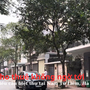 Giá cho thuê không ngờ tới của nhiều căn biệt thự tại Nam Từ Liêm, Hà Nội