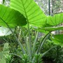 Người mang mệnh Thủy và Mộc nhất định nên có cây này trong nhà để kích hoạt nguồn sinh khí, tài lộc