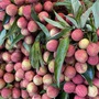Vải u trứng trắng Hải Dương giá tiền trăm gây ‘sốt’ thị trường trái cây Việt