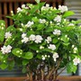 Loại cây trồng không sợ nắng, càng nắng càng ra hoa rực rỡ