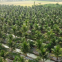 Loại quả bình dân của Việt Nam được Trung Quốc, Mỹ săn lùng, ví như "vàng xanh", Bến Tre trồng cực nhiều