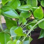 Loại lá có nhiều vào mùa hè vừa giải nhiệt vừa kiểm soát đường huyết tốt, đem làm nhiều món ngon mát bổ