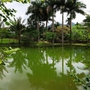 Đây là lý do trước nhà không nên có ao nước