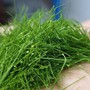 Thứ lá người Việt thường rắc lên gà luộc, không ngờ là loại rau chứa chất chống oxy hóa mạnh, bảo vệ hệ thần kinh