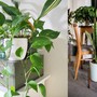 Những loại cây xua đuổi tà ma, trừ âm khí trong nhà cho gia chủ