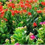 Vị trí đặt cây sống đời trong nhà giúp thu hút tài lộc và kích hoạt vận may