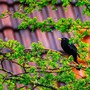 Tháng sinh Âm lịch của người thông minh, sắc sảo