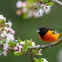 Tháng sinh Âm lịch của người có năng lực hơn người, đến trung niên sẽ tiến xa trong sự nghiệp