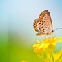 Tháng sinh Âm lịch của người khôn ngoan và trí tuệ, nhờ đó mà cuộc sống tràn đầy phúc lành