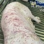 Vụ Công ty C.P. Việt Nam bị 'tố': Lợn bệnh đóng dấu vuông đưa ra thị trường, Bộ NN-MT yêu cầu hoàn thiện hồ sơ chuyển cơ quan công an điều tra