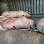 Tin sáng 5/6: Lời khai của tài xế xe tải mua lợn chết mang đi tiêu thụ; vì sao 2 vụ cháy căn hộ chung cư ở Hà Nội đều xuất phát từ phòng ngủ? 