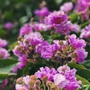 Mạng xã hội đang 'rụng tim' vì loạt ảnh hoa bằng lăng tím phủ kín phố phường Hà Nội