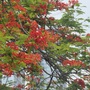 Vừa chớm hè, dân tình đã ‘cháy tim’ với loạt ảnh hoa phượng đẹp như thơ