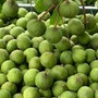 Sấu vào mùa giá chỉ từ 15.000 đồng/kg, đây là thời điểm mua sấu ngon nhất và cách chọn sấu ngon