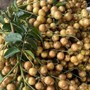 Chị em đua nhau mua quất hồng bì giá rẻ, chỉ từ 15.000 đồng/kg để ngâm trị ho và ăn được vài tháng
