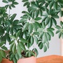 Những loại cây phong thủy giúp hóa giải sát khí từ góc nhọn trong nhà