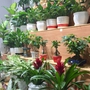 Tác hại của việc trồng quá nhiều cây trong nhà, ảnh hưởng đến sức khỏe và tài lộc
