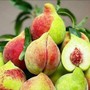 Đào mỏ quạ vào mùa giá siêu rẻ, cách đơn giản để chị em rủ nhau ‘săn’ hàng ngon, tránh hàng Trung Quốc