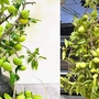 Thị thơm vào mùa, chị em lùng mua cả cành về chưng nhà