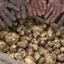 Loại củ đắt đỏ bậc nhất thế giới, giá 29 triệu đồng/kg, chỉ duy nhất một nơi có
