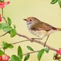 Tháng sinh Âm lịch của người tài năng nhưng sống khiêm nhường, lặng lẽ giàu có không ai biết