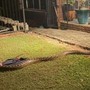 Nghe tiếng động lạ, đi kiểm tra, người đàn ông chứng kiến cảnh tượng nổi da gà