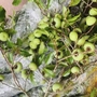 Thị thơm vào mùa, chị em đua nhau ‘săn’ cành thị về chưng làm đẹp không gian sống, nên biết mẹo này để cắm tươi lâu