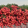 Vải thiều vào cuối vụ, người tiêu dùng tranh thủ mua dự trữ trước khi hết mùa