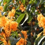 Loài cây này nếu trồng và chăm sóc đúng cách sẽ trở thành 'bảo vật' phong thủy mang lại bình an cho cả gia đình