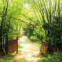 Loại cây càng trồng càng có lộc, nếu chặt đi thì tiền tài tiêu tán, vận khí hao tổn