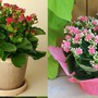 Loài hoa này dù đẹp đến mấy cũng tuyệt đối không nên trồng trong nhà