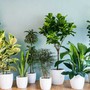 Mẹo giúp cây cảnh trong nhà ra rễ khỏe, lá xanh mướt, không còn lo cây chết