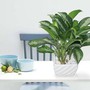 Muốn chặn vận xui, tiền lúc nào cũng rủng rỉnh, hãy sở hữu ngay cây giữ tiền