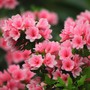 Để cuộc sống hanh thông, may mắn, tài lộc đủ đầy, bạn nên sở hữu loài hoa này