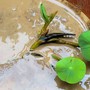 Cách trồng hoa sen trong chậu tại nhà đơn giản để ra hoa rực rỡ