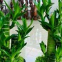 Người tuổi này nếu trong nhà có cây trúc phát tài, công việc thăng tiến, tiền bạc của cải phất lên như diều gặp gió