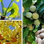 Loại cây cảnh được xem như 'báu vật' trong nhà của những người sành chơi