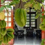 Vì sao lại nói trồng cây khế trước sân nhà con cháu đời đời giàu sang