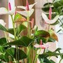 Người mệnh Hỏa và Thổ nếu sở hữu cây này, dễ phát triển sự nghiệp, thu hút cơ hội làm ăn và may mắn