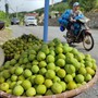 Thực hư về nguồn gốc loại mận róc hạt đang bán đầy thị trường