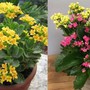 Muốn cuộc sống được may mắn và tài lộc, hãy đặt cây này trong nhà