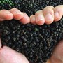 Việt Nam có ‘kho vàng đen’ 274.000 tấn, Mỹ mua lượng lớn bất ngờ