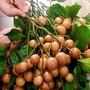 Quả quê ngon gợi nhớ tuổi thơ chỉ hè mới có vào chính vụ, giá từ 30.000 đồng/kg, giúp giải nhiệt và trị ho rất tốt