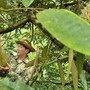 Đưa sầu riêng trở lại thời hoàng kim