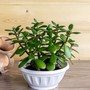 Cây cảnh phong thủy phòng lãnh đạo cho người mệnh Mộc