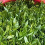 Rau ngót rừng – 'mì chính' của núi rừng, hiếm hàng, giá bán 150.000 đồng/kg vẫn không đủ trả đơn
