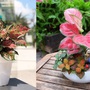 Cây cảnh phong thủy phòng lãnh đạo mệnh Hỏa giúp đem đến vận may, điềm lành trong cuộc sống